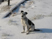 icestorm-buddy-thedingodog2.jpg